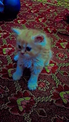 I m selling my cat kiteen
