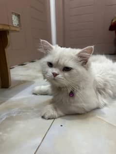 Persian cat for sale in Rahim yar khan