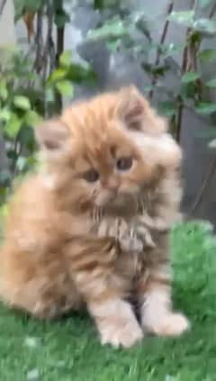 Persian kitten for urgent sale my WhatsApp number 03414863497