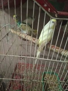 cage parrot