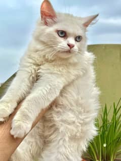 Persian cats
