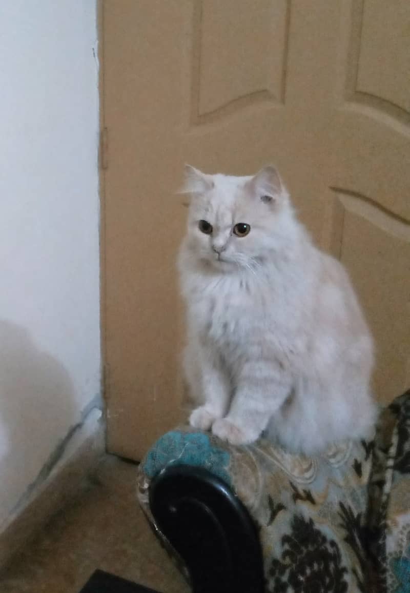 One cat with two kittens. Cat is vaccinated but kittens are not. 0