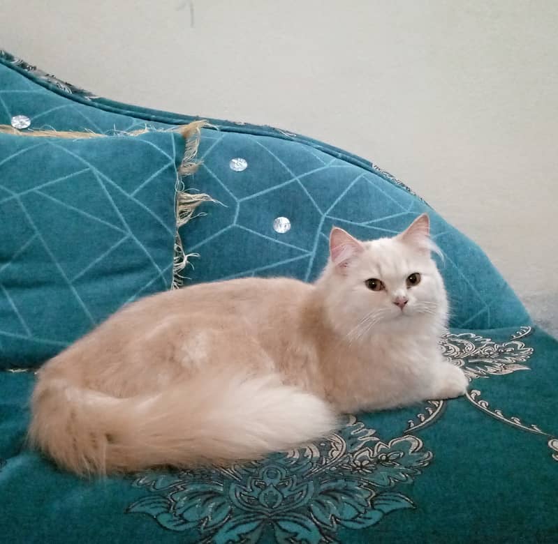 One cat with two kittens. Cat is vaccinated but kittens are not. 1