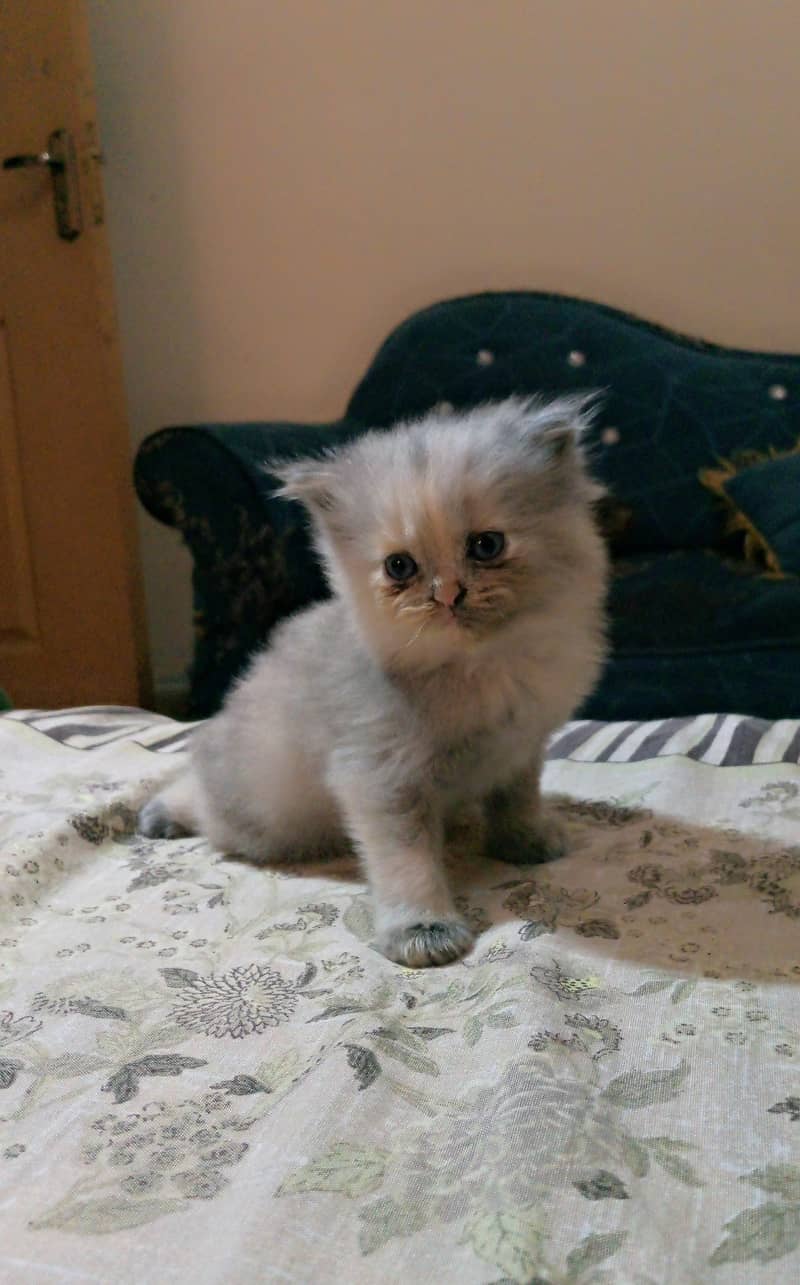 One cat with two kittens. Cat is vaccinated but kittens are not. 2