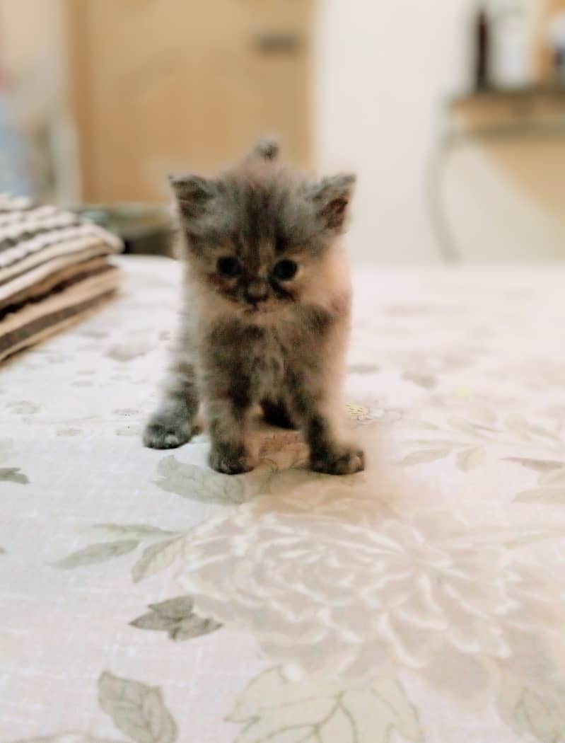 One cat with two kittens. Cat is vaccinated but kittens are not. 3
