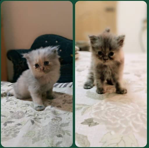 One cat with two kittens. Cat is vaccinated but kittens are not. 4