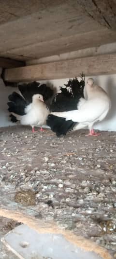 Black tail lucky  for sell . . . . 03135481015