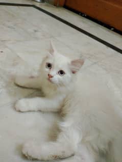 persian cat