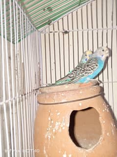 1 pair 3 baby Budgies