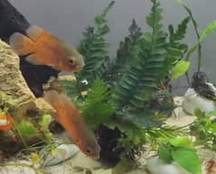 coper oscar fish for sell pair