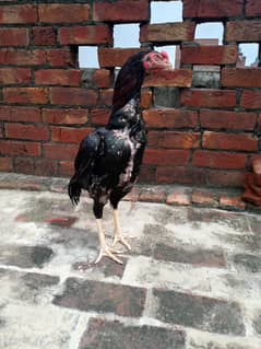 Aseel patha
