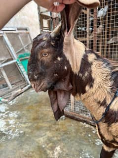 bakra sell argant ha time shot ha jbhi sell krra ho