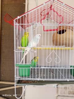 3 Australia budgie h or Sath cage b h