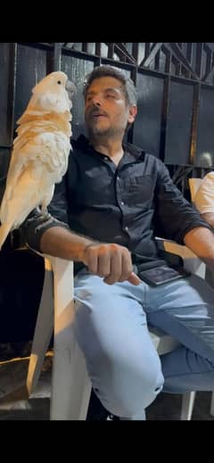 cockatoo parrot