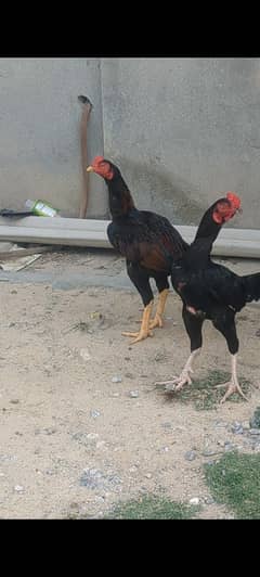 aseel pairs