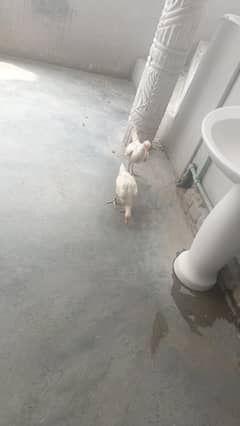 asel heera pair for sale urgen 4 month