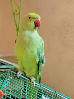talking parrot