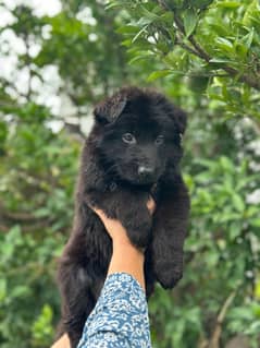 black long coat German shepherd pair