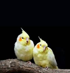 cockatiel parrot