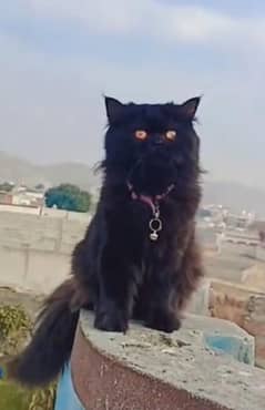 Good looking cat for sale