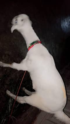4 months female goat
