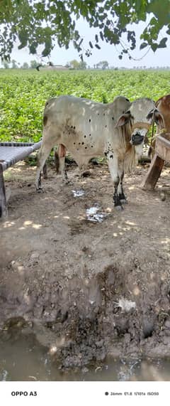 بچھڑے براۓ فروخت