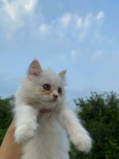 male persian kitten for sale
