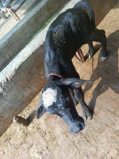 Buffalo Neli Ravi baby