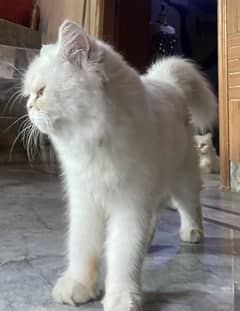 Punch face white kitten long coated