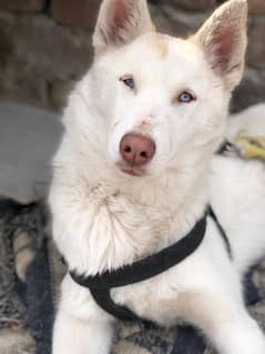 Siberian Husky Young female available