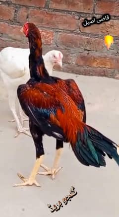 Hight Quality Aseel Phata
