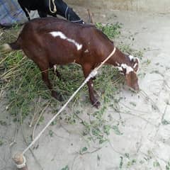 paath