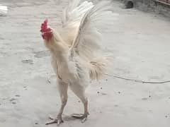 aseel white colour