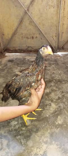 Aseel male desi female