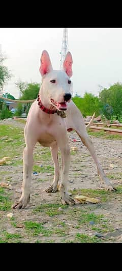 kohati gultair dog for sale /  gultair male puupy