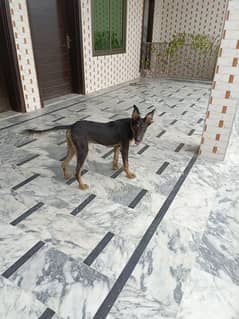 Alsatian
