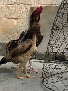 murga murge dono for sale  best quality ha price final ha