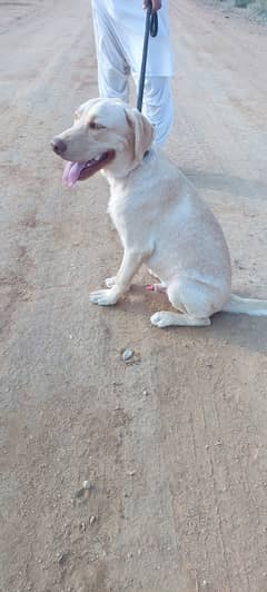 Hi im selling my labrador male age 5 month puppy