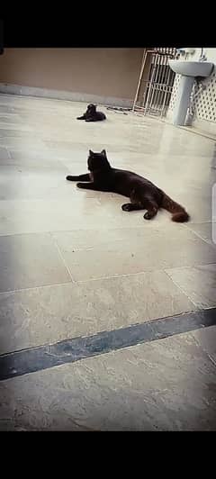 male female dono ha