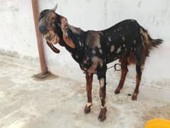 pure 1 number bisar tapra for sale