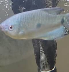 Blue gurammi