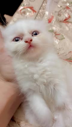 Persian