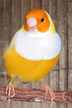 E. H. F. Birds . . . . Lady gouldian Finches pairs