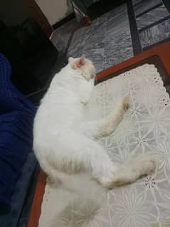 Persian