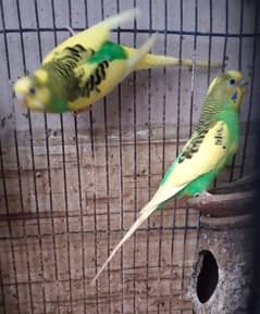 Australian parrot