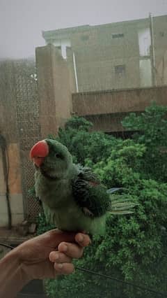 parrot TETE