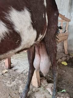 milk