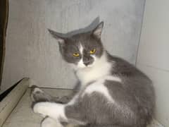 Grey & White Persian Cat