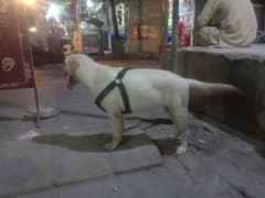 Labrador Female on Heat for new home