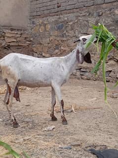 betal bakri with kid